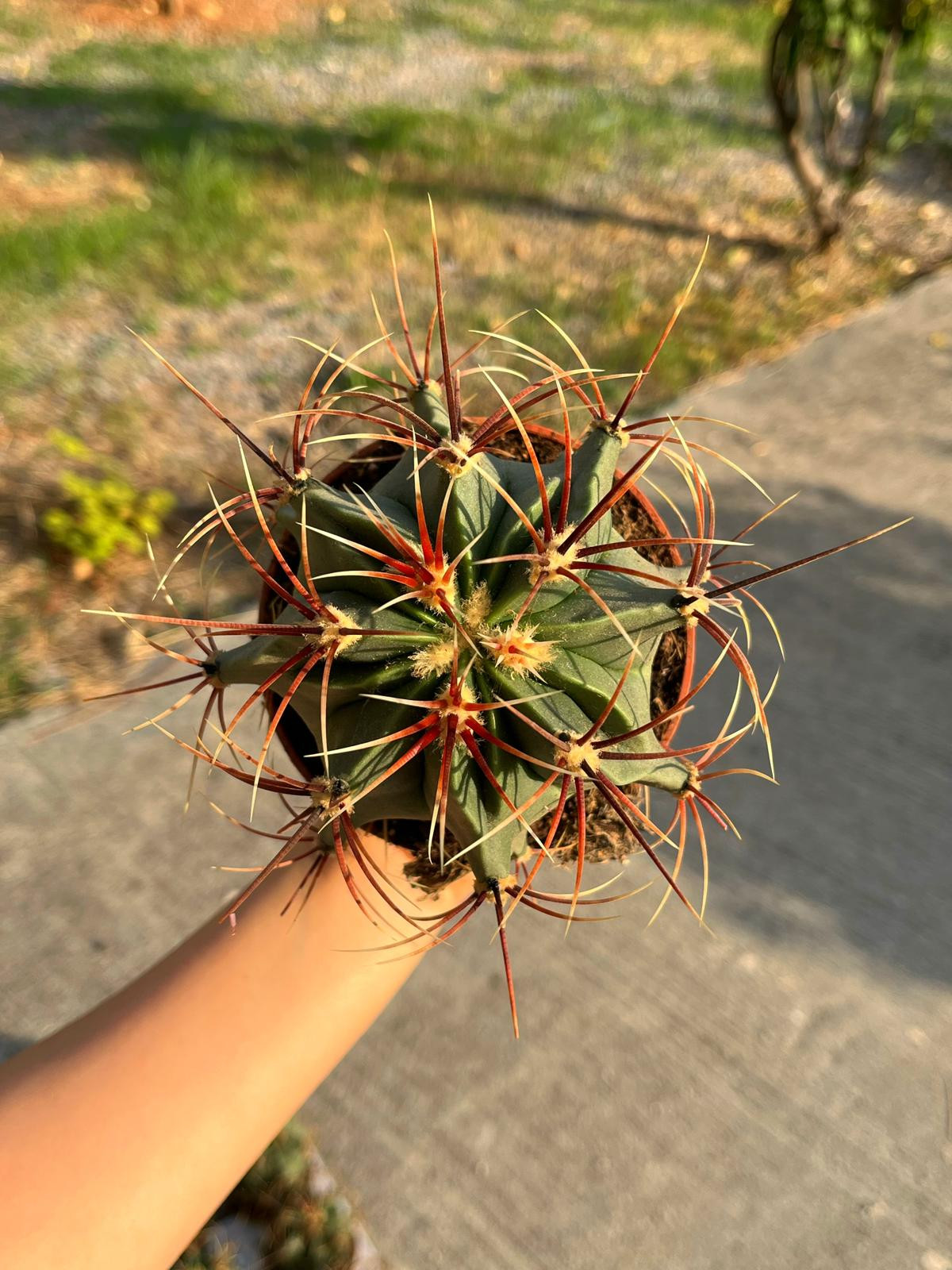 Ferocactus Histrix - 10.5 CM