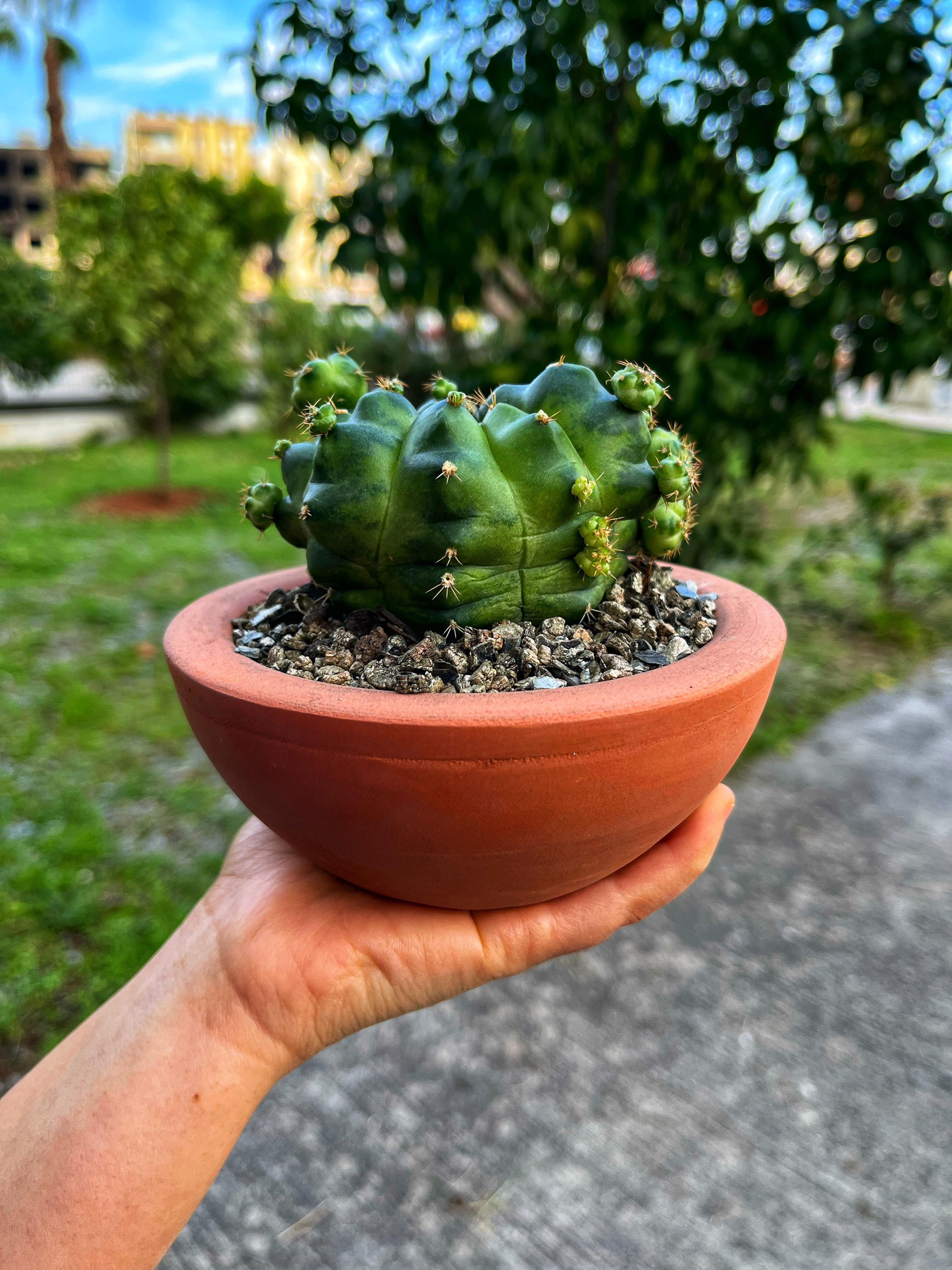 Gymnocalycium Green Marble - XL Boy