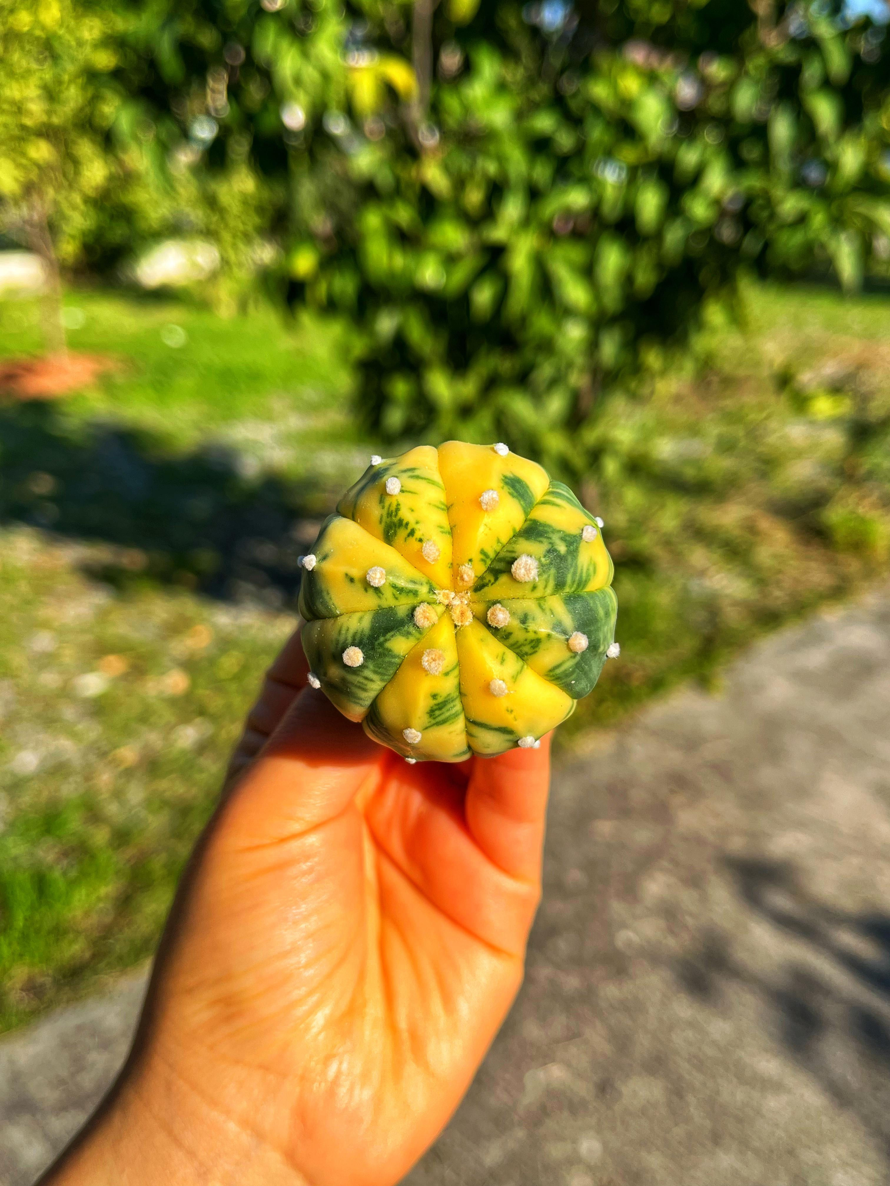Astrophytum Asterias + Star Shape + Ooibo Variegata - PART 3