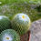 Küçük resim: Notocactus Leninghausii Inermis - XL Yavrulu Form 13 CM