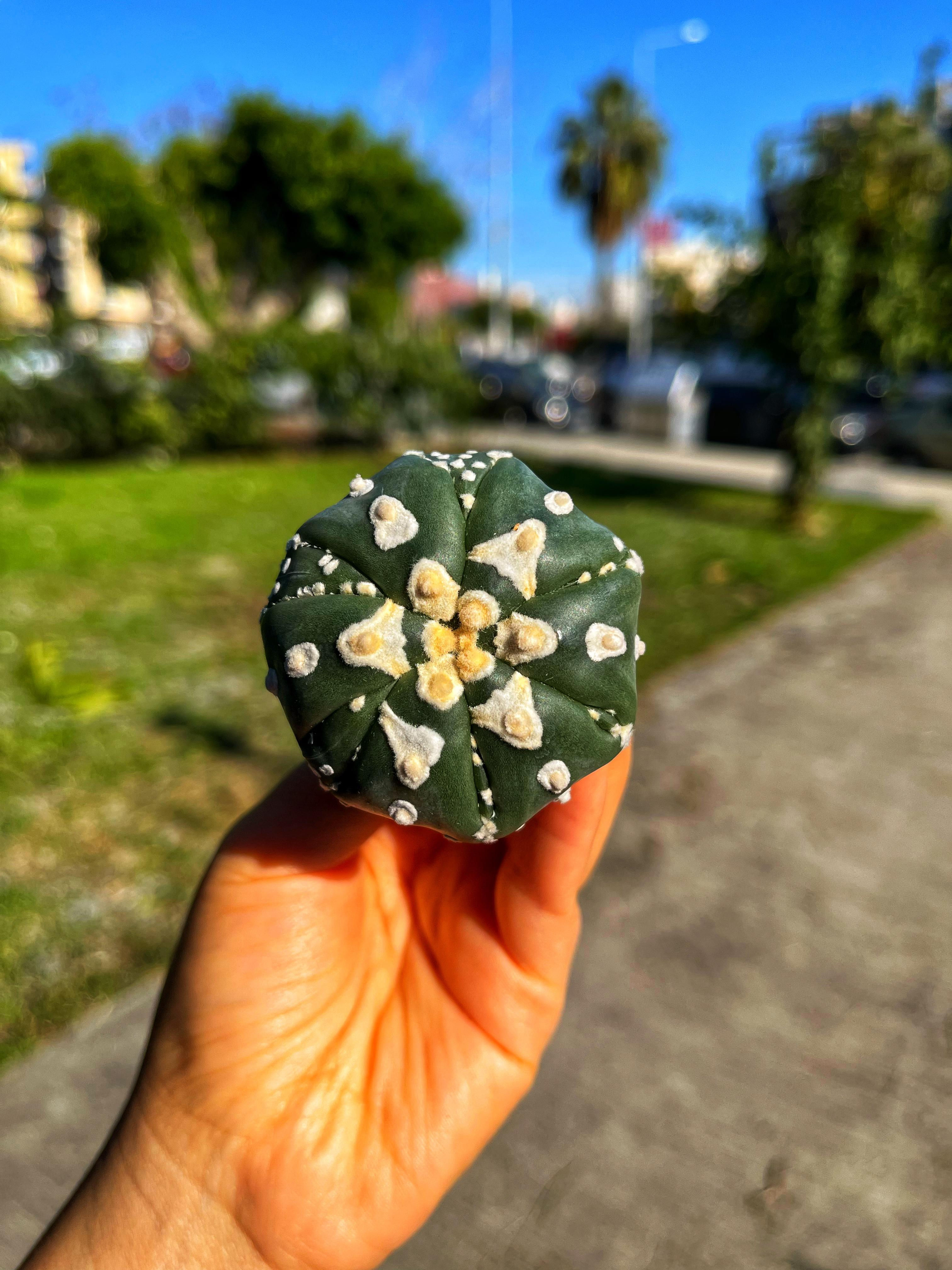 Astrophytum Asterias Superkabuto + Star Shape + V Type - PART 5
