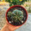 Küçük resim: Gymnocalycium Denudatum - Örümcek Kaktüs 8.5 CM