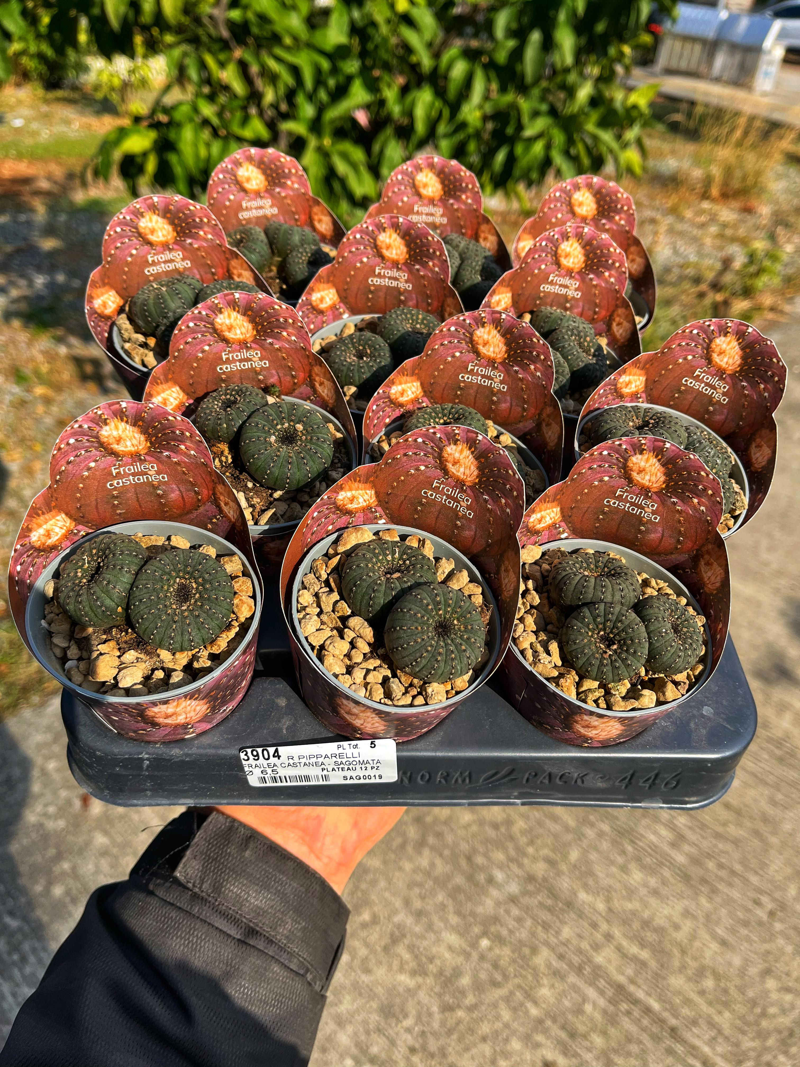 Frailea Castanea - Yavrulu Form 7 CM