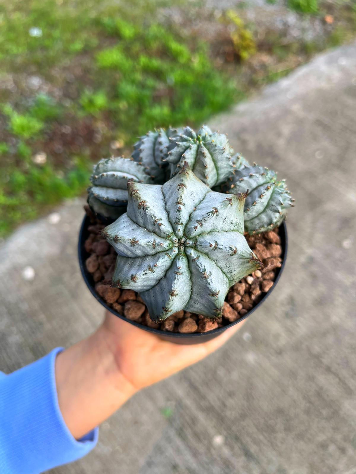 Euphorbia horrida 'Snowflake' - Beyaz ve Yavrulu Form 13 CM