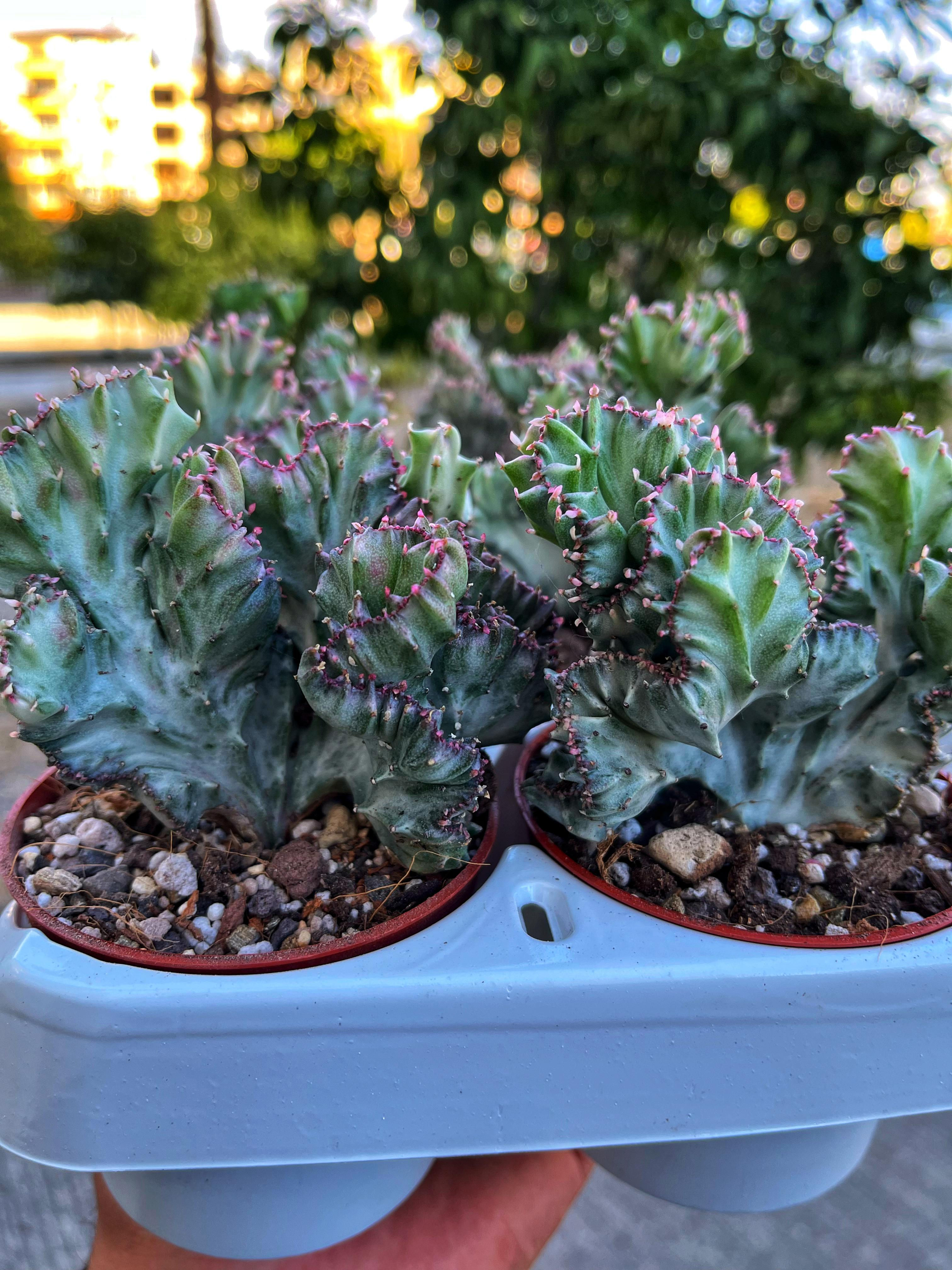 Euphorbia Lactea White Ghost Cristat - Hayalet Kaktüs 8.5 CM
