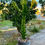 Küçük resim: Euphorbia Trigona Mint Cream - Dallı Formda 14 CM