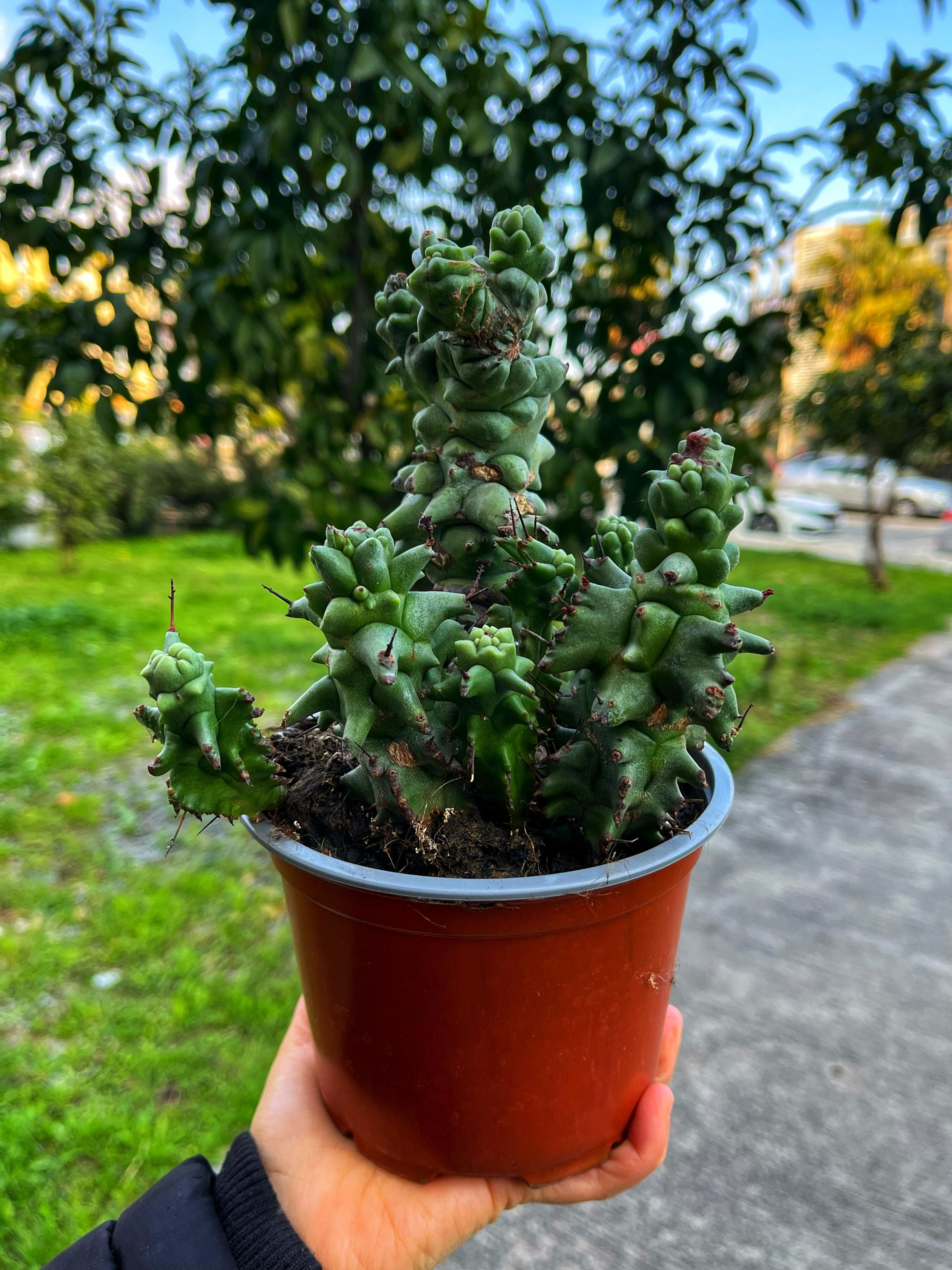 Euphorbia Horrida 'Kikko Monstruosa' - 13 CM