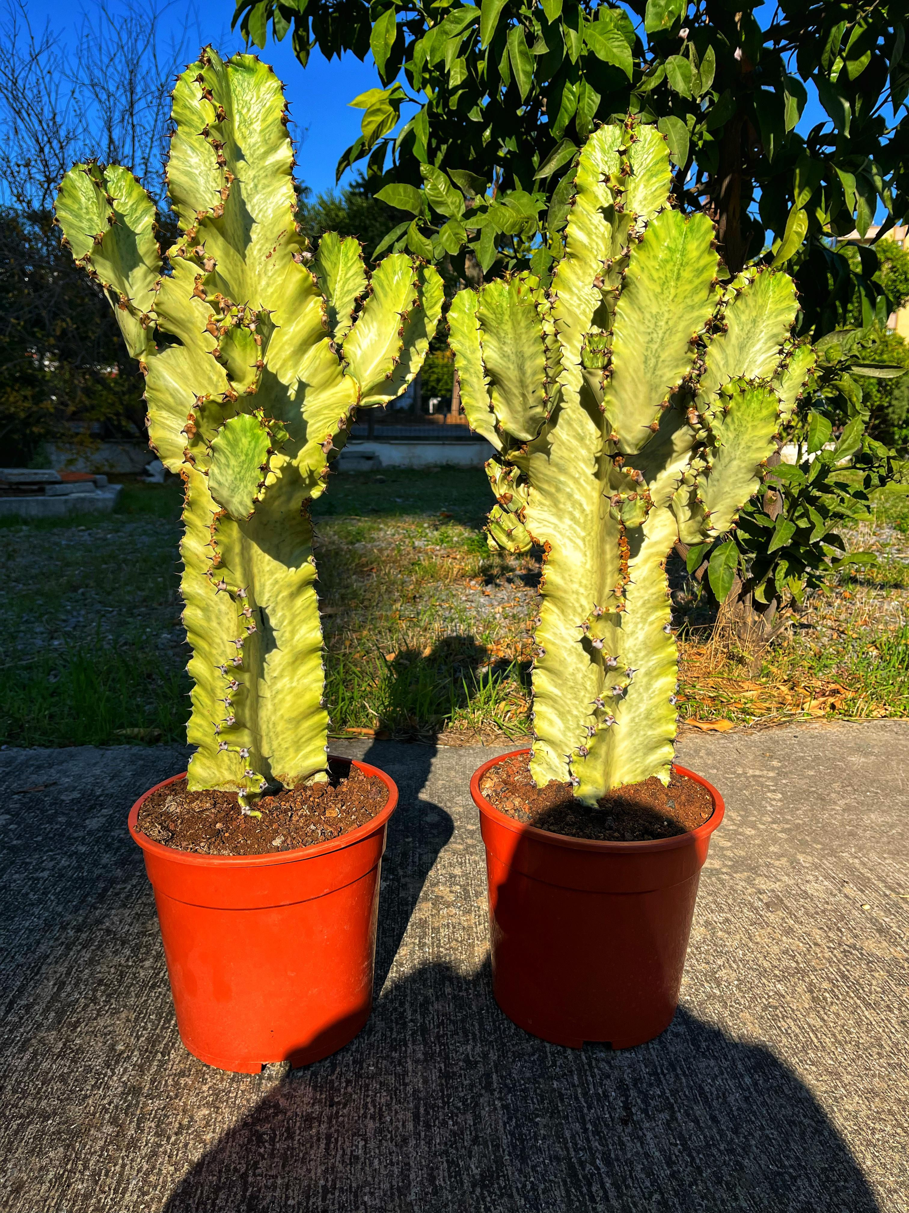 Euphorbia Marmorata Variegata - Alacalı Kovboy Kaktüs XXL -  27 CM