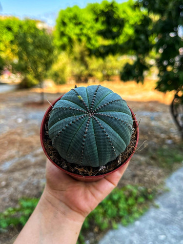 Euphorbia Obesa - Premium Seri 8.5 CM | MEKA Botanik