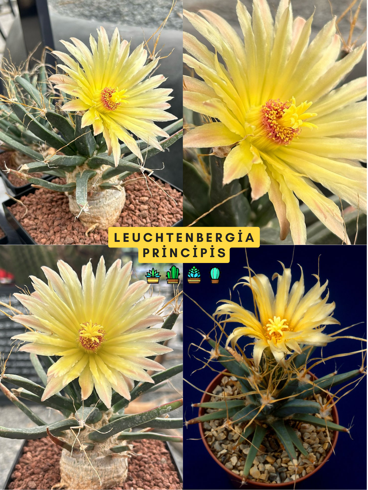 Leuchtenbergia Principis - 8.5 CM