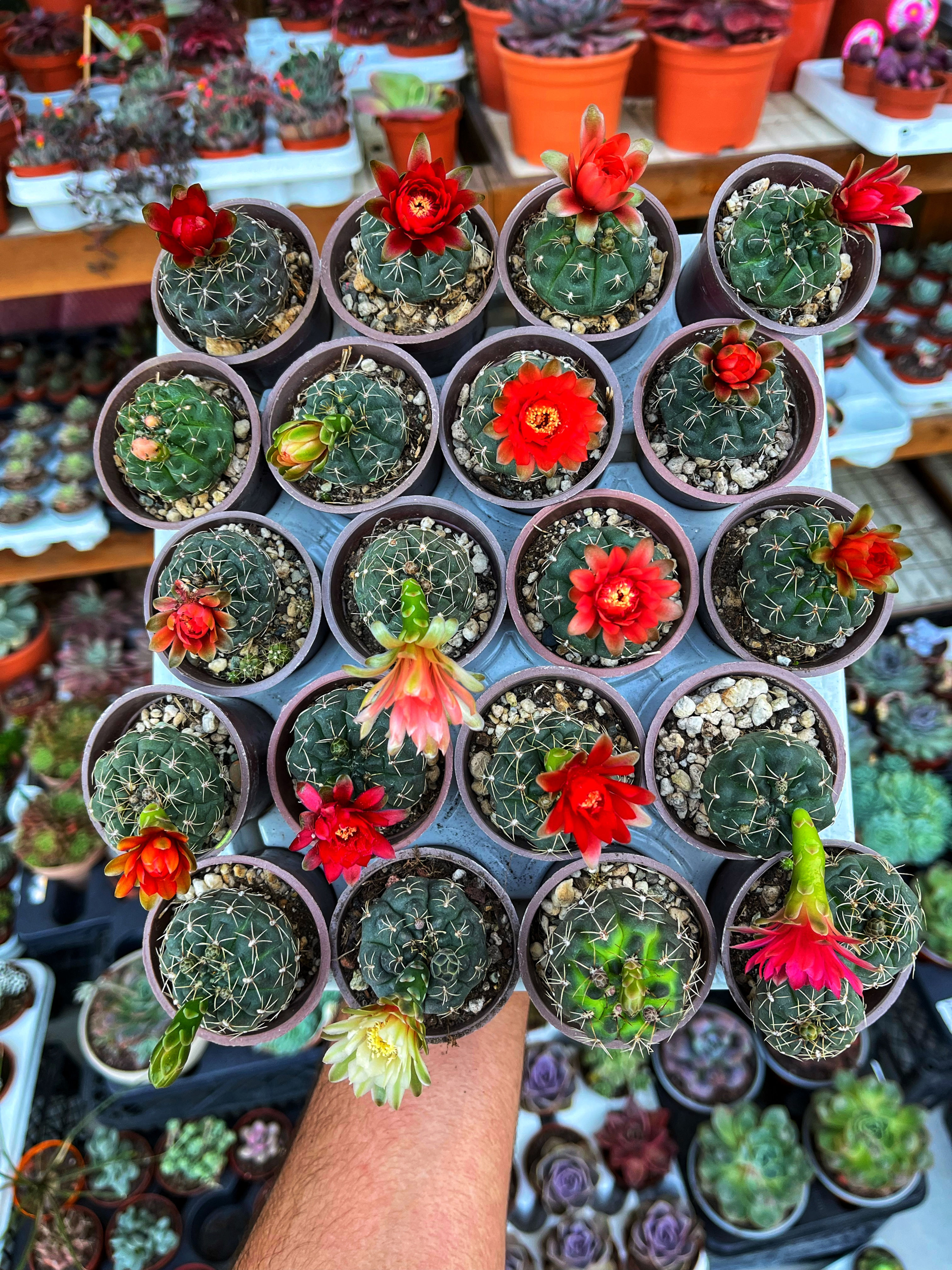 Gymnocalycium Baldianum - Çiçekli ve Tomurcuklu 5.5 CM