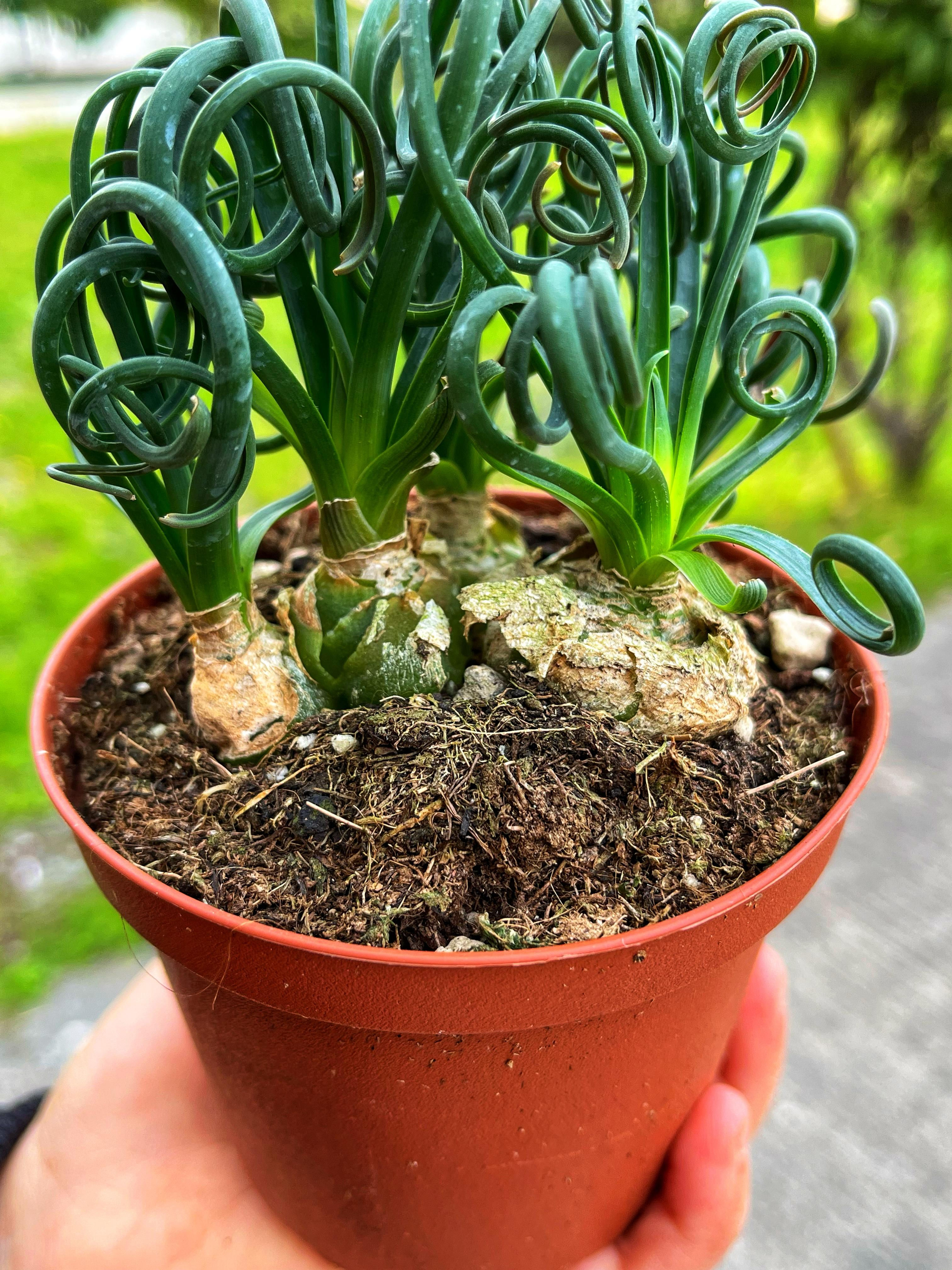 Albuca Spiralis 'Frizzle Sizzle'