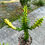 Küçük resim: Euphorbia Trigona Mint Cream - Dallı Formda 14 CM