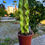 Küçük resim: Euphorbia Marmorata Variegata - Alacalı Kovboy Kaktüs 17 CM