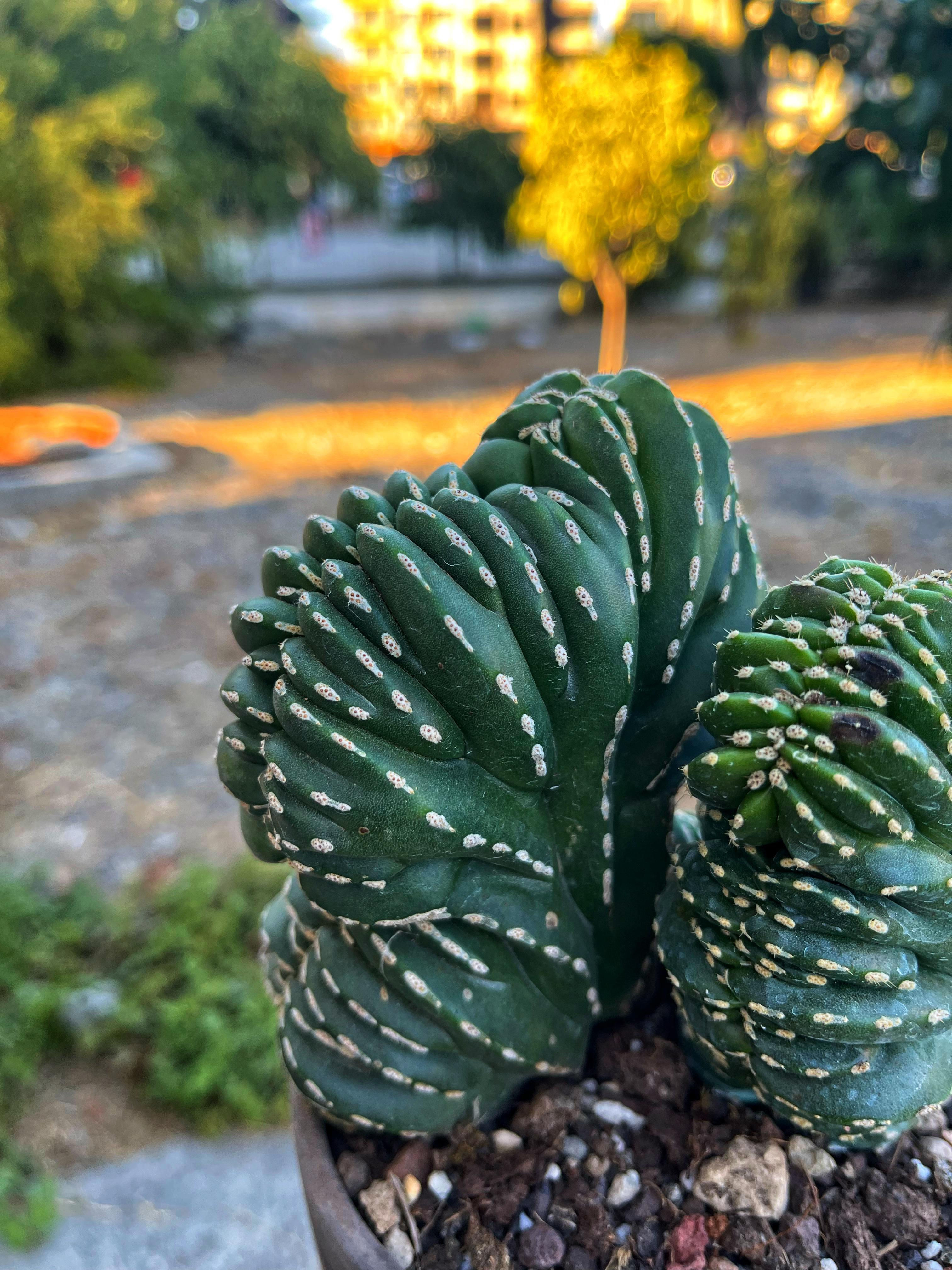 Marginatocereus Marginatus Cristat - Çift Köklü - Dekoratif Taş Saksılı 15 CM