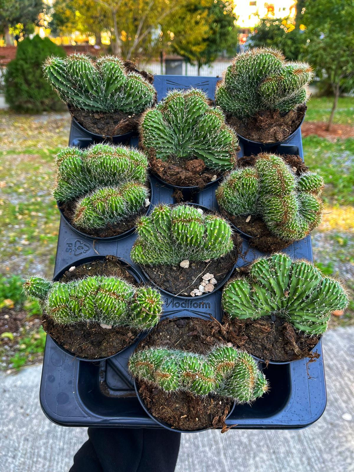 Neobuxbaumia Polylopha 'Golden Saguaro Cristat' - 10.5 CM