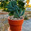 Küçük resim: Myrtillocactus Geometrizans Cristata - 12 CM Terracotta Saksılı