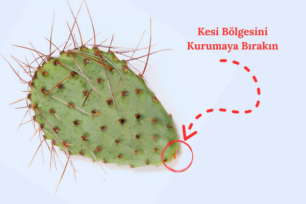 Kurumaya bırakılmış Opuntia Santa Rita