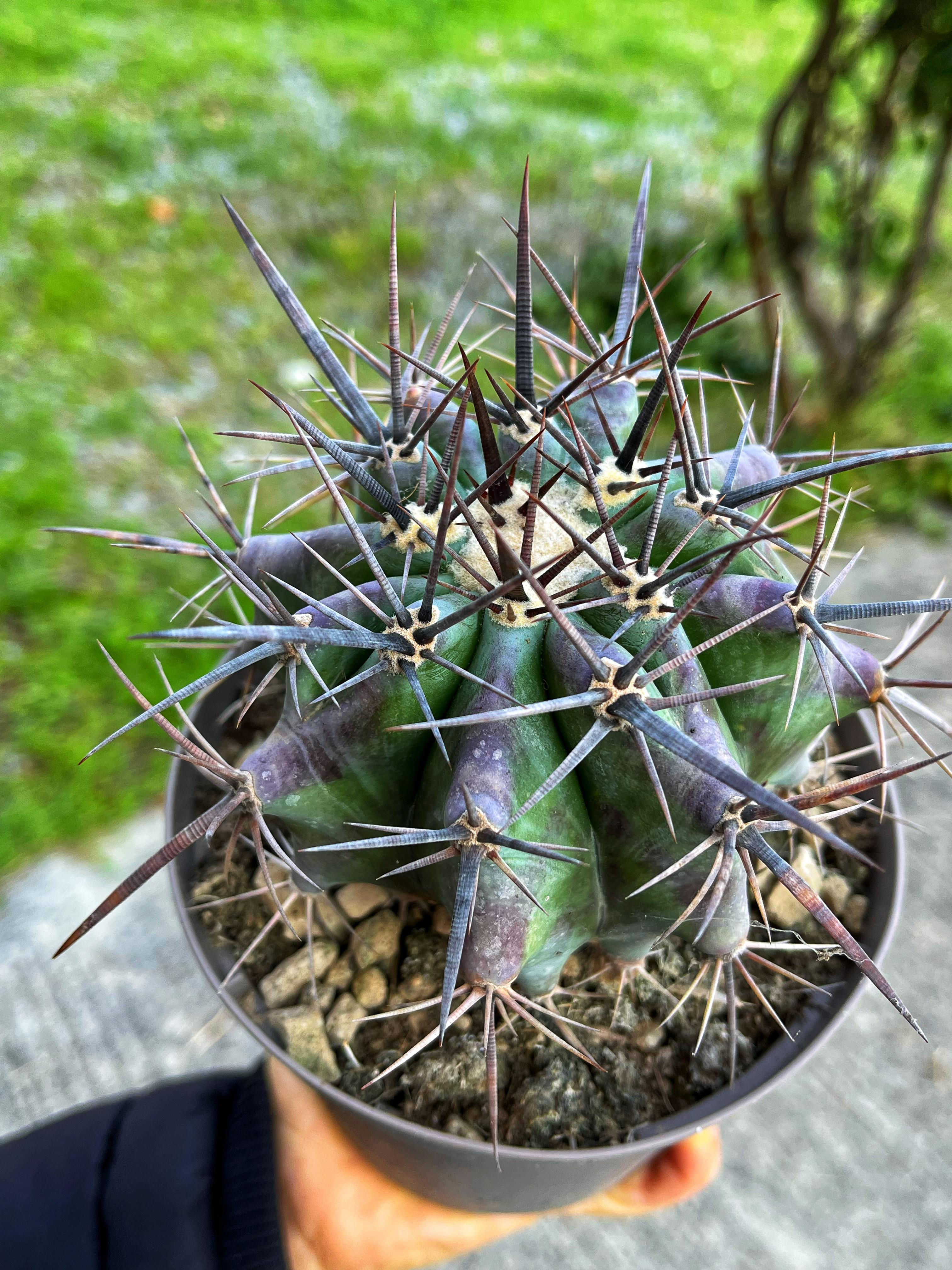 Echinocactus Platyacanthus - Moraran Fıçı Kaktüs 14 CM