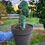 Küçük resim: Myrtillocactus Geometrizans Cristata 20 CM