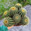 Küçük resim: Notocactus Warasii - XL Yavrulu Form 15 CM