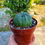 Küçük resim: Euphorbia Obesa 8.5 CM