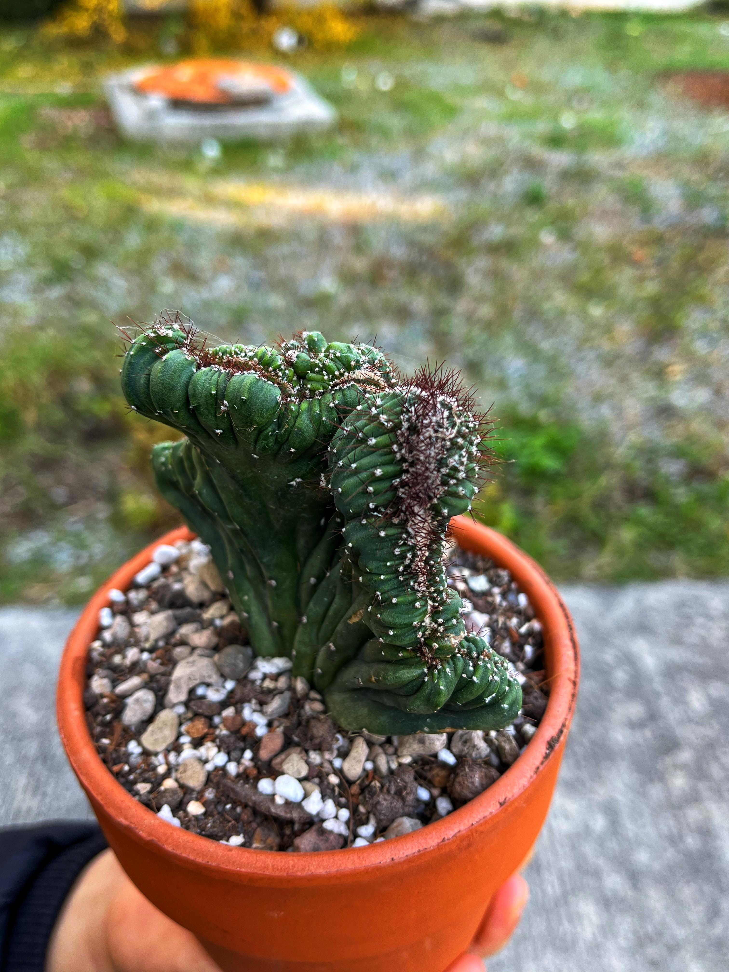 Cereus Peruvianus 'Coral Cristat' - 12 CM Teracotta Saksıda