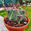 Küçük resim: Ferocactus Emoryi - Kanca Dikenli Kaktüs 19 CM