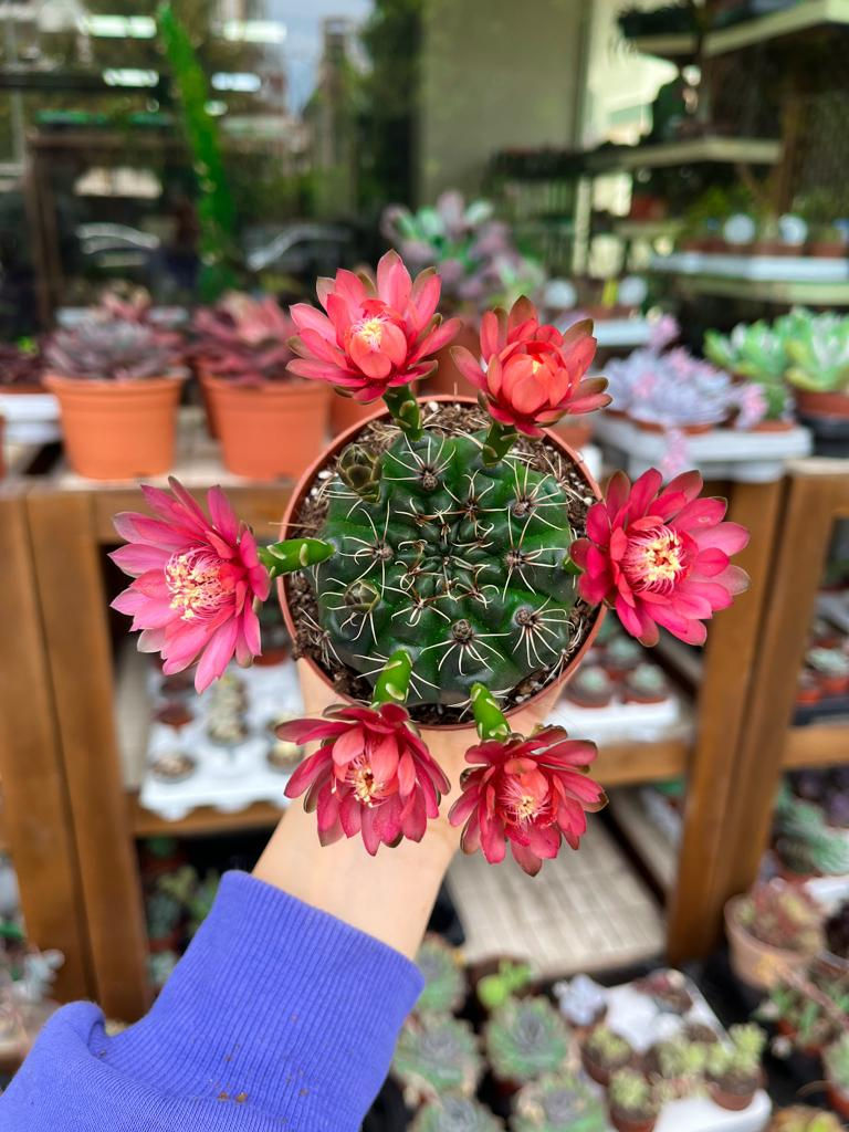 Gymnocalycium Baldianum - Pembe Çiçekli 8.5 CM