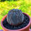Küçük resim: Euphorbia obesa 'Rare Form' - Terracotta Saksı 8.5 CM