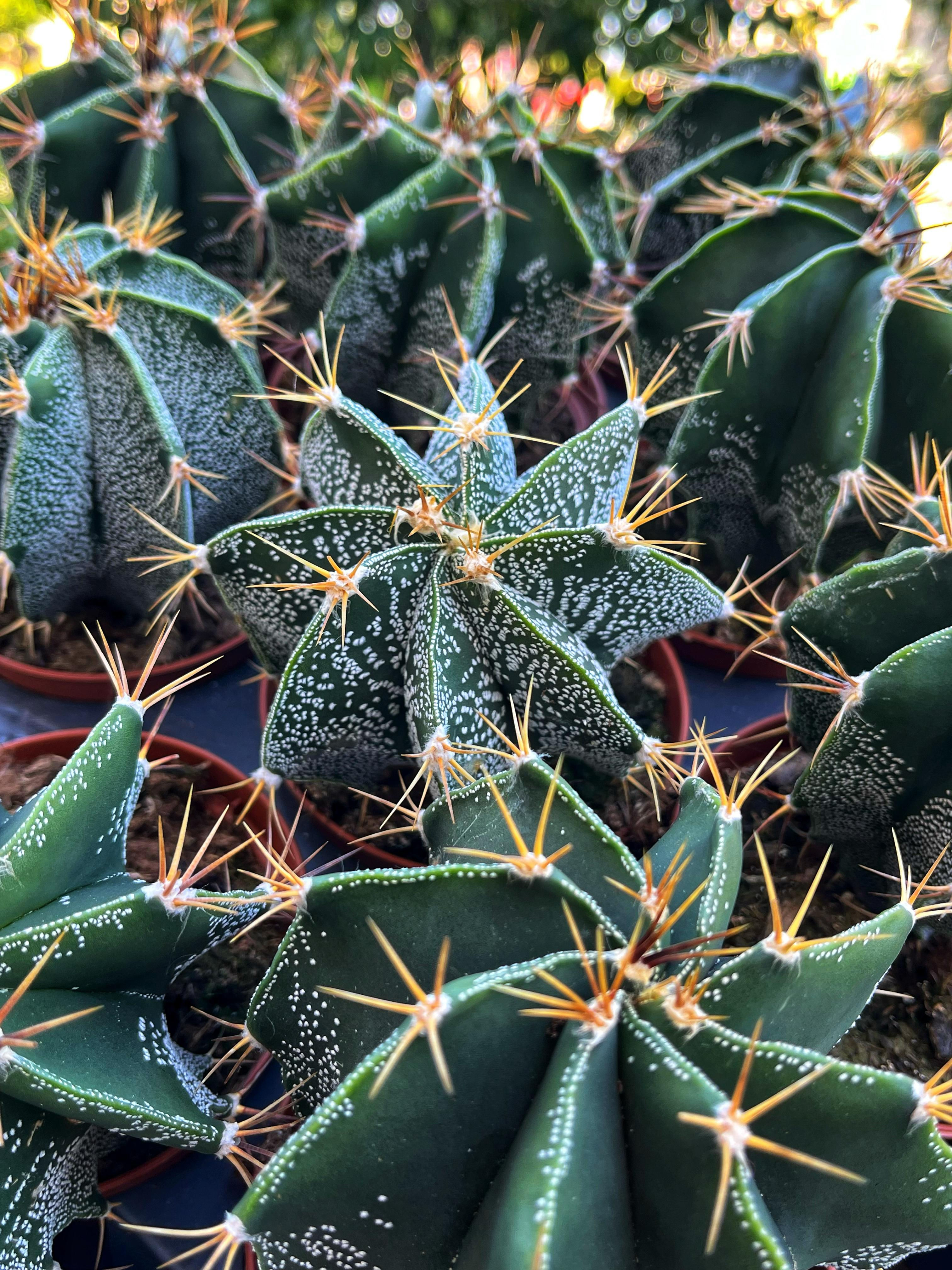 Astrophytum Ornatum - XL Boy 10.5 CM