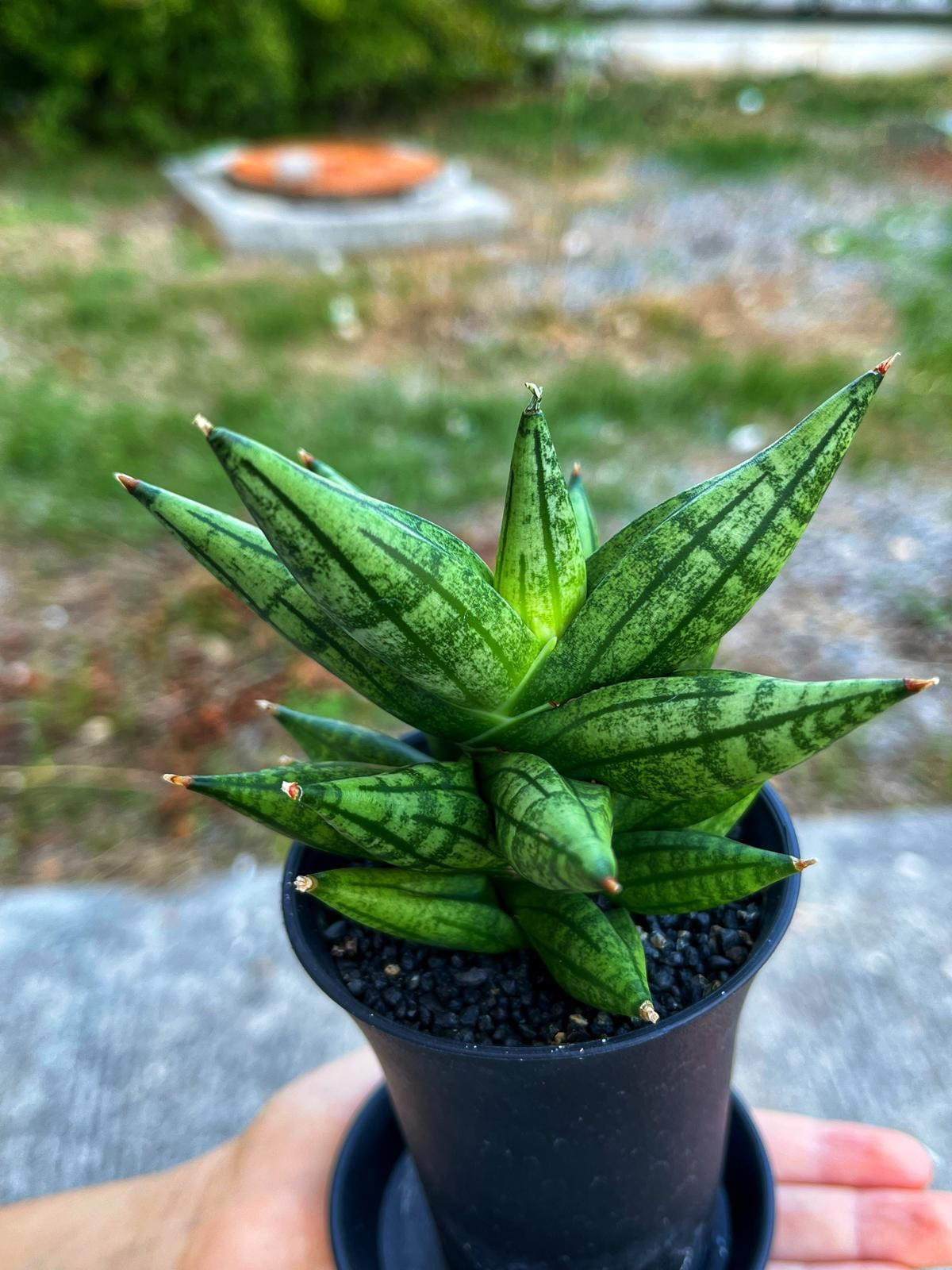 Sansevieria 'Ming Manee' - Uğurlu Mücevher - 8.5 CM Thailand Saksı