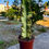 Küçük resim: Euphorbia Marmorata Variegata - Alacalı Kovboy Kaktüs 17 CM