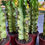 Küçük resim: Euphorbia Marmorata Variegata - Alacalı Kovboy Kaktüs 17 CM