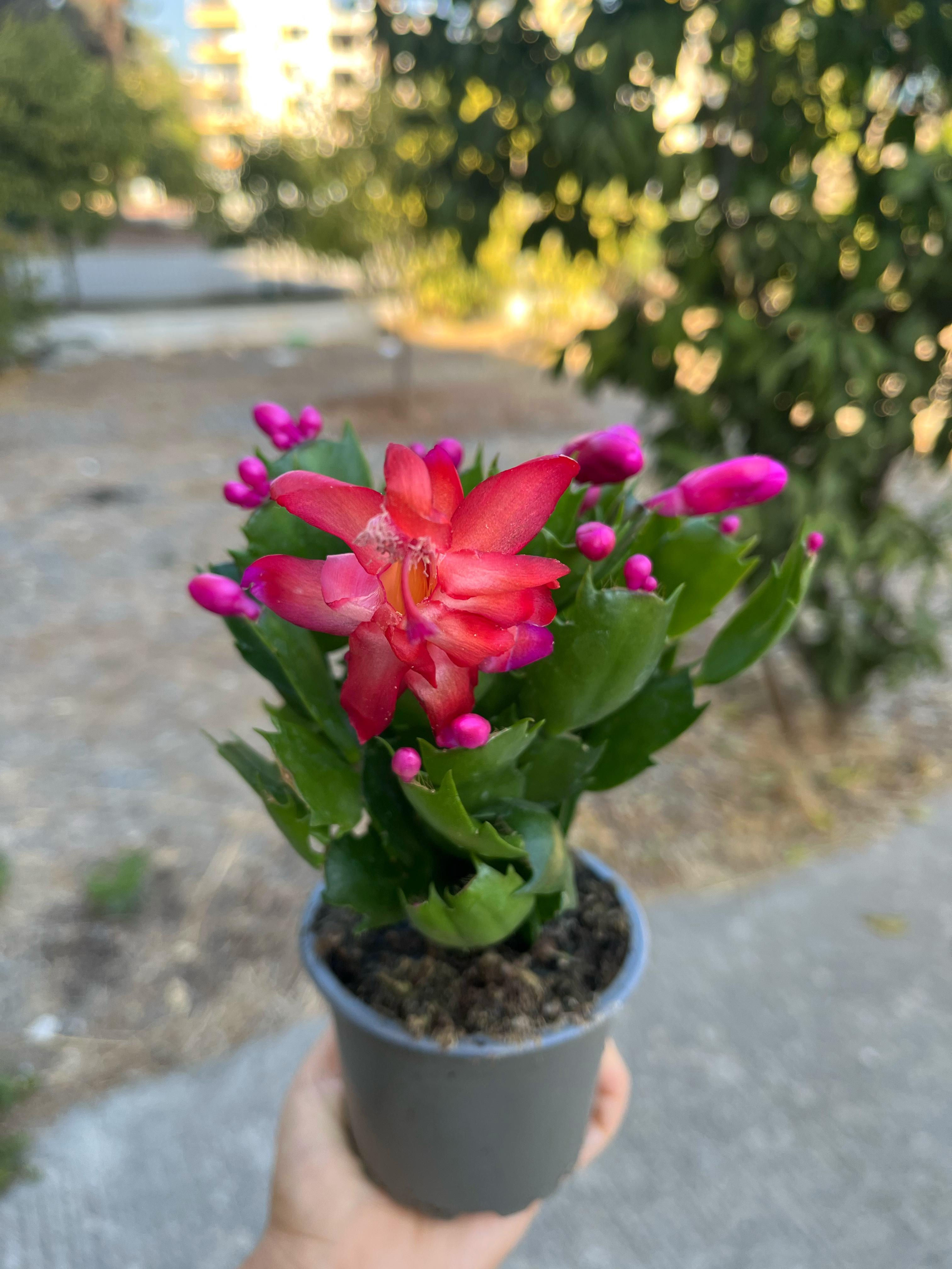 Kırmızı Yılbaşı Çiçeği - Bol Tomurcuklu 8.5 CM