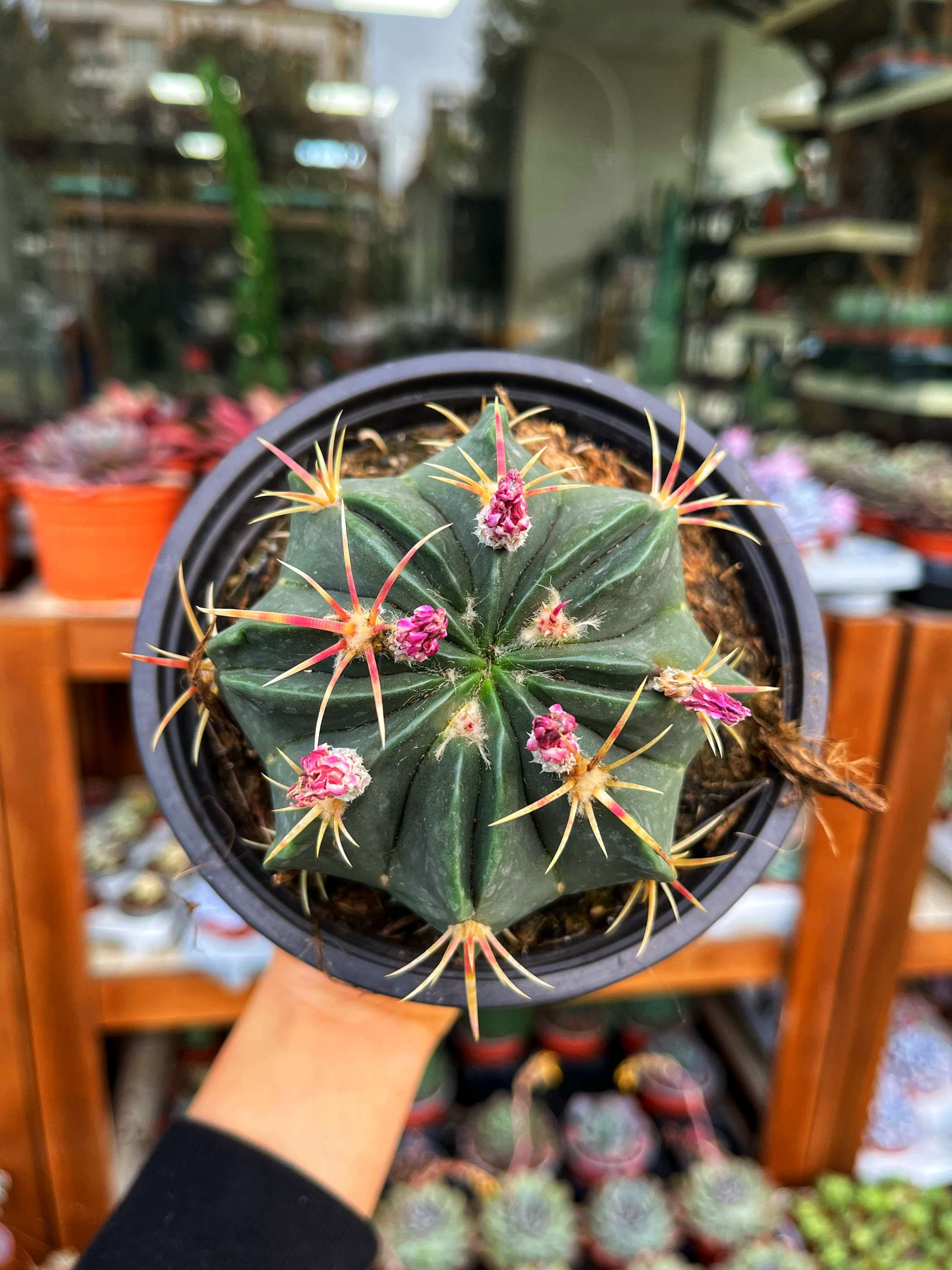 Ferocactus Macrodiscus 13 CM