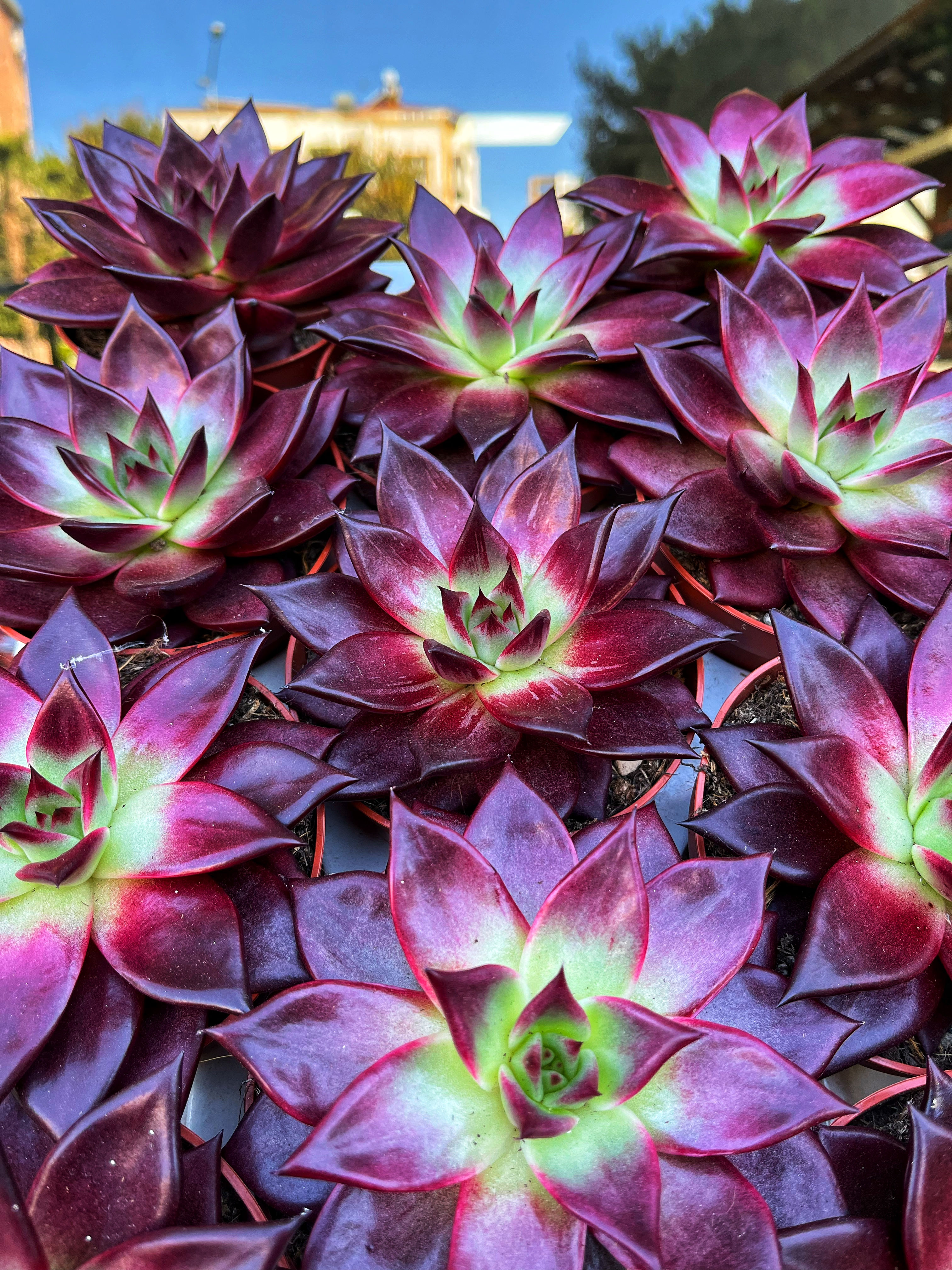 Echeveria Sanguina - Kızıl Sukulent 12 CM