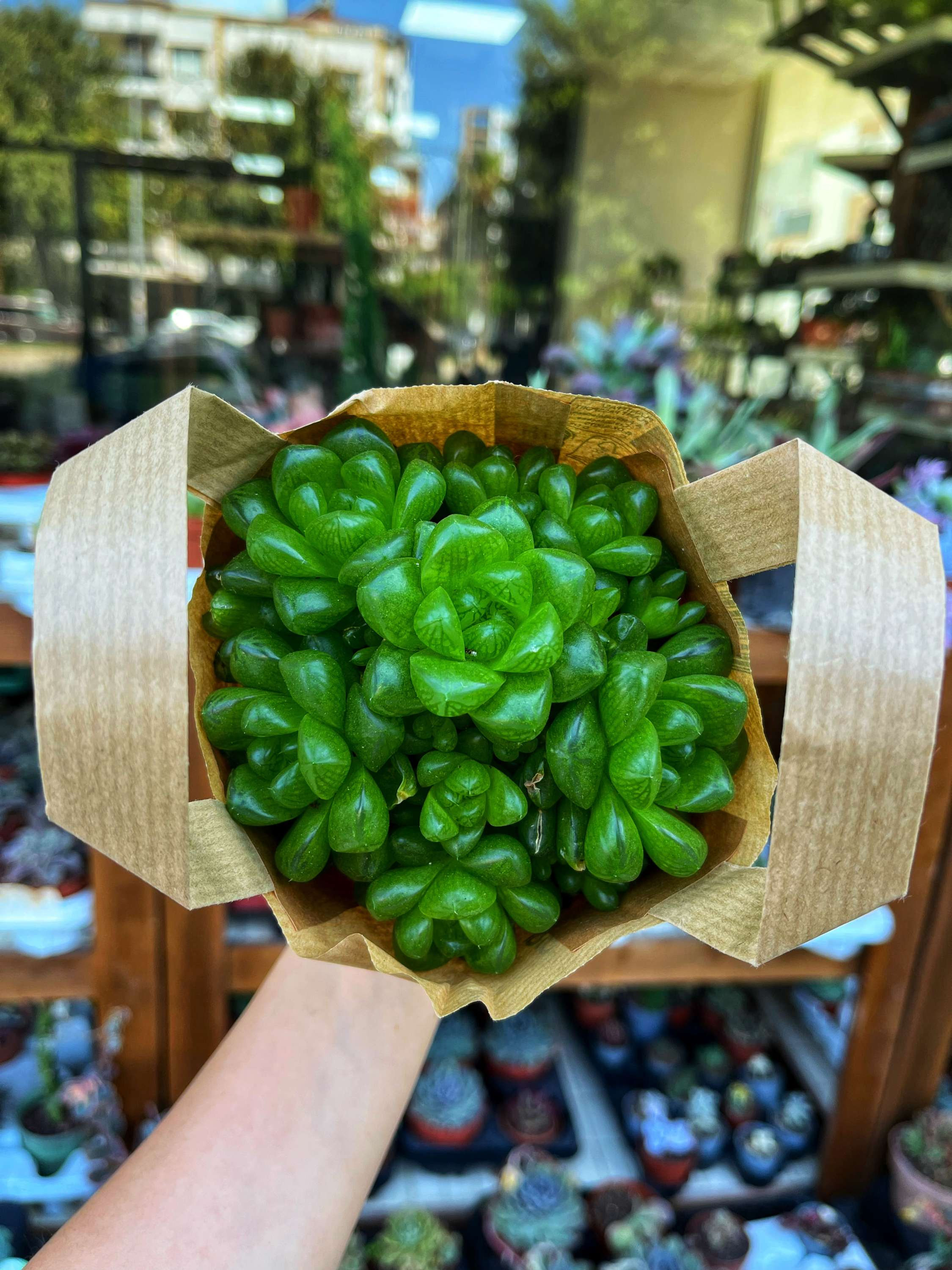Haworthia Cooperi var. Truncata - Jelibon Kaktüs 12 CM