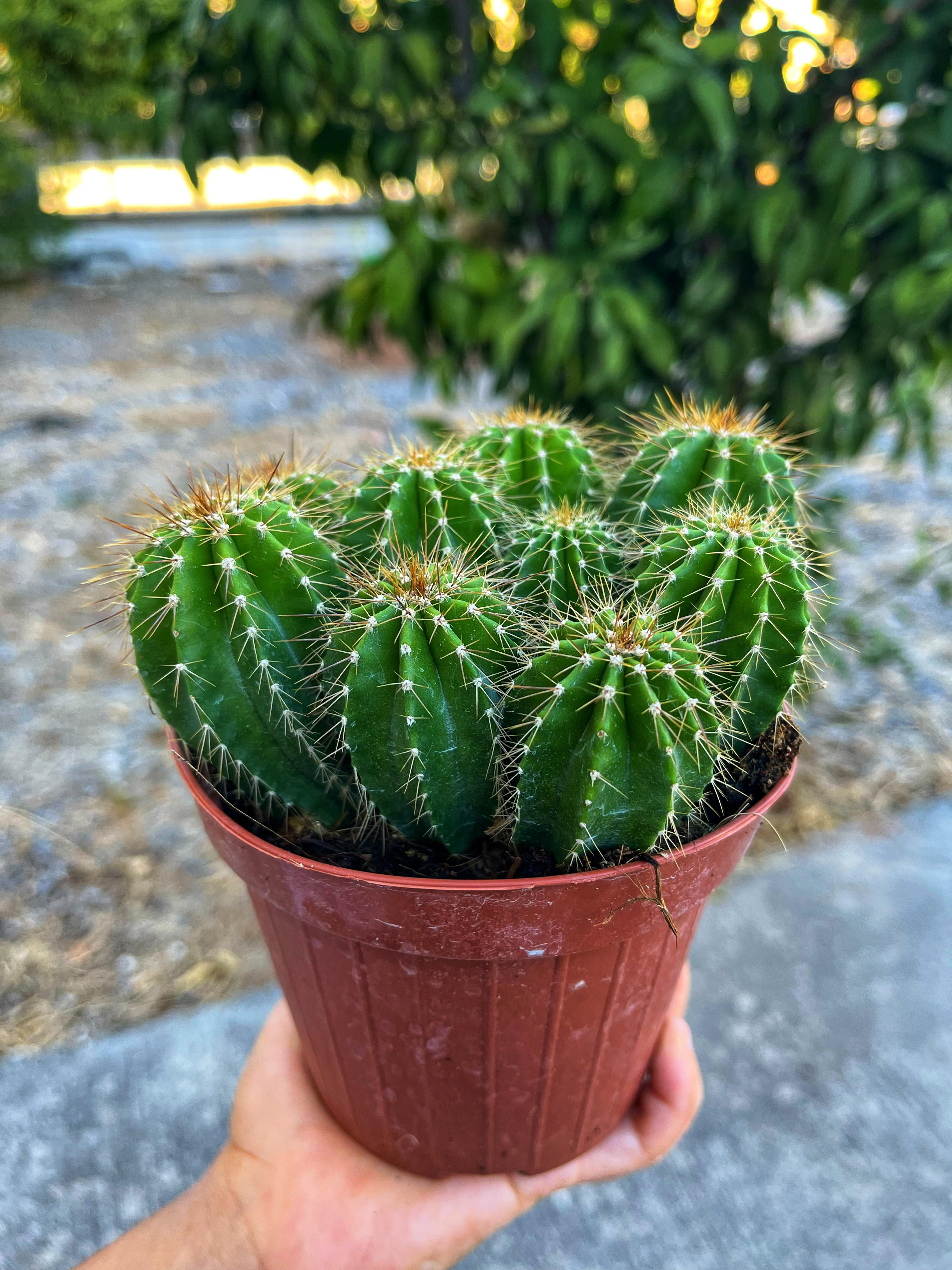 Neobuxbaumia Polylopha - Bol Yavrulu 12 CM