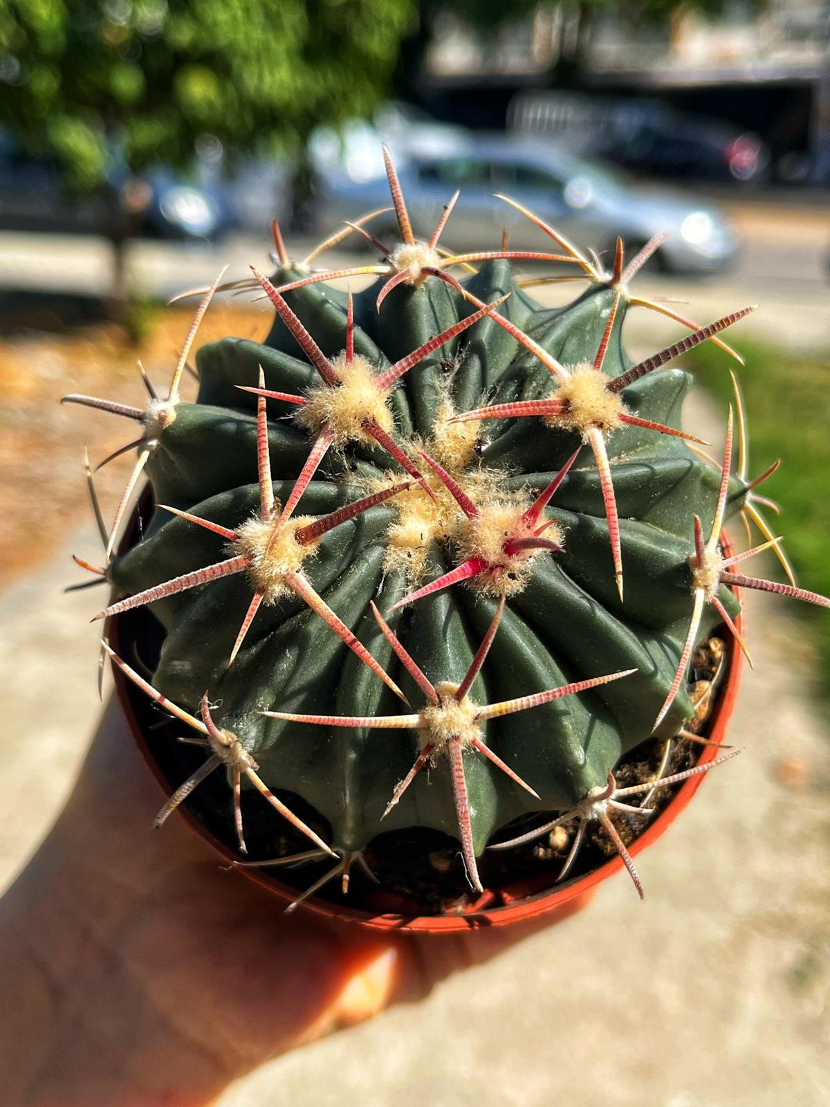 Echinocactus Homalocephala Texensis - 8.5 CM