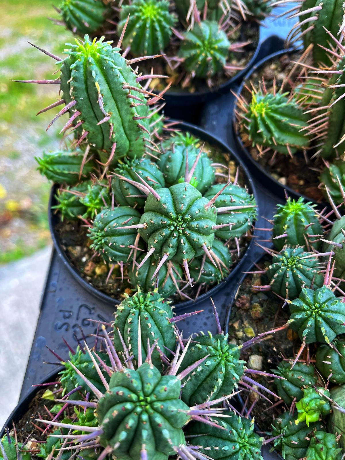 Euphorbia Inconstantia - Boynuz Gibi Dikenler 10.5 CM