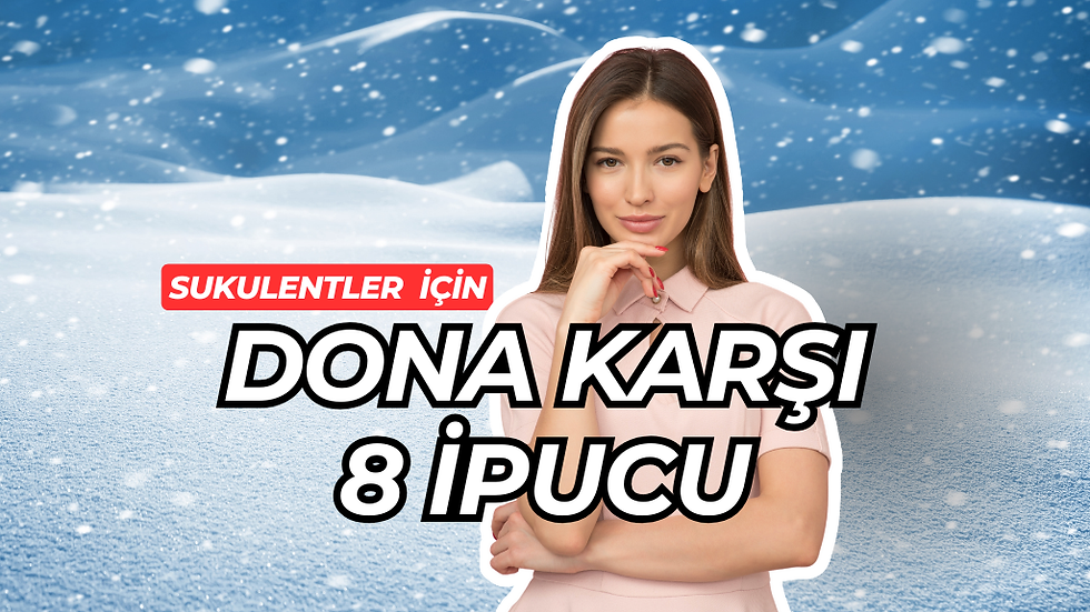 sukulentleri kışa hazırla, dona karşı sukulent bakımı