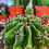 Küçük resim: Ferocactus Horridus Brevispinus - 15 CM Dekoratif Taş Saksıda