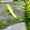 Küçük resim: Euphorbia Trigona Mint Cream - Dallı Formda 14 CM