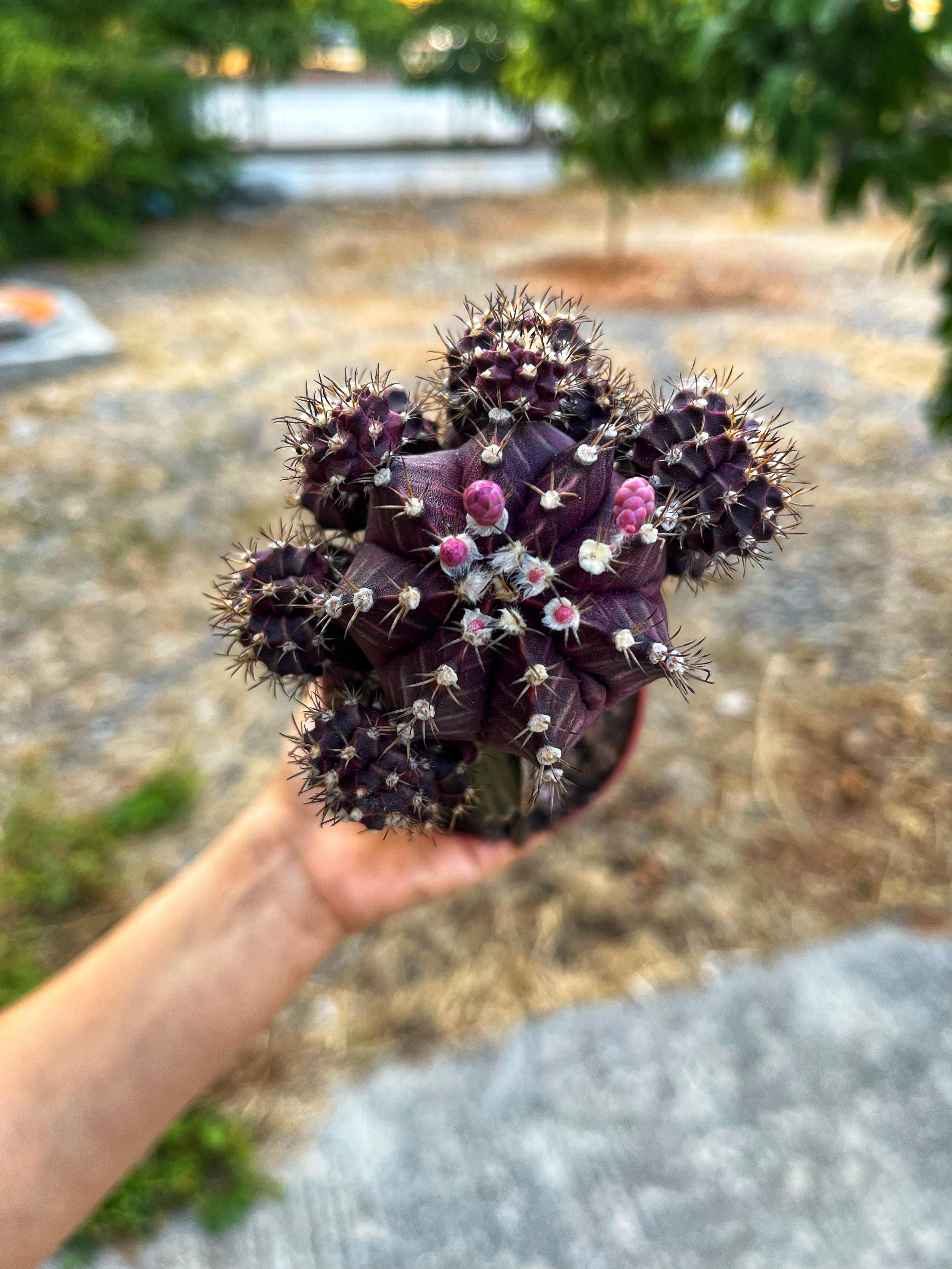 Gymnocalycium Mihanovichii 'Dark Purple' - Koyu Mor Aşılı Kaktüs 8.5 CM