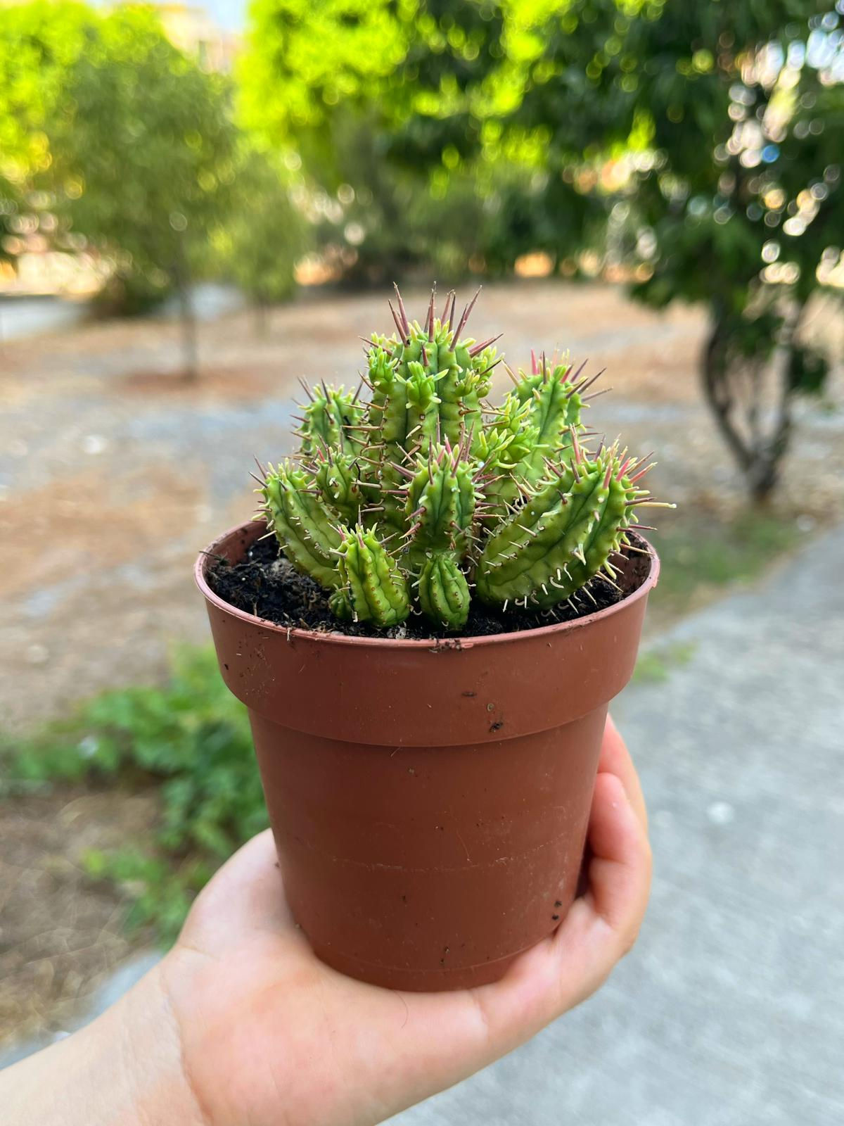 Euphorbia Aggregata Variegata - 8.5 CM