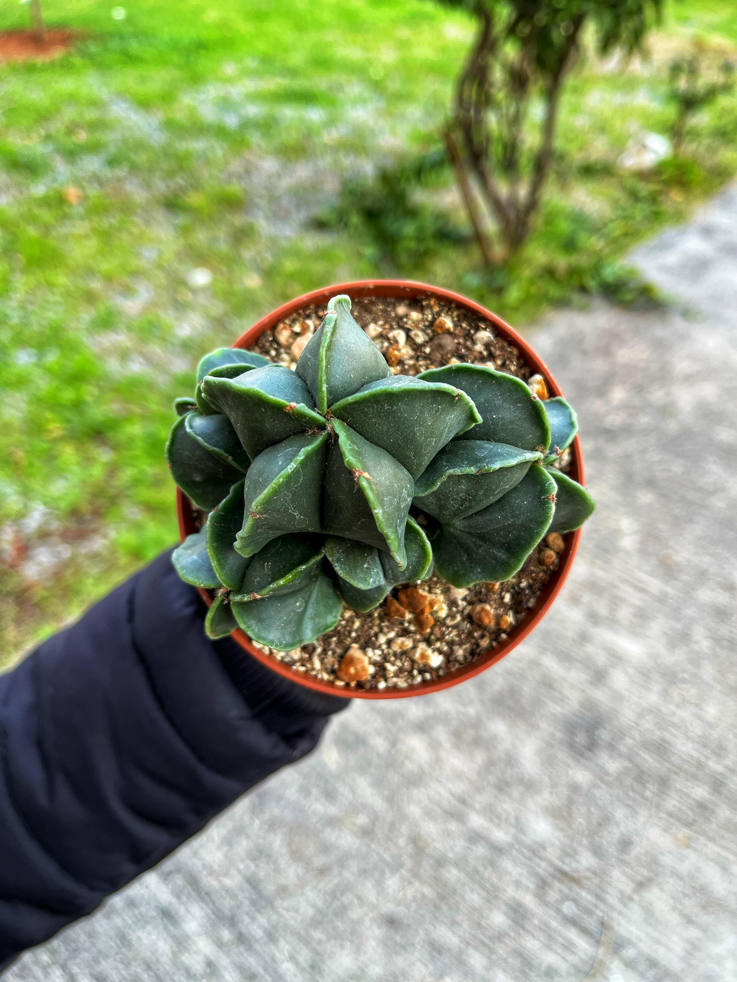 Astrophytum Myriostigma 'Nudum + Ornatum + Hakujo' - Premium Mix 10.5 CM