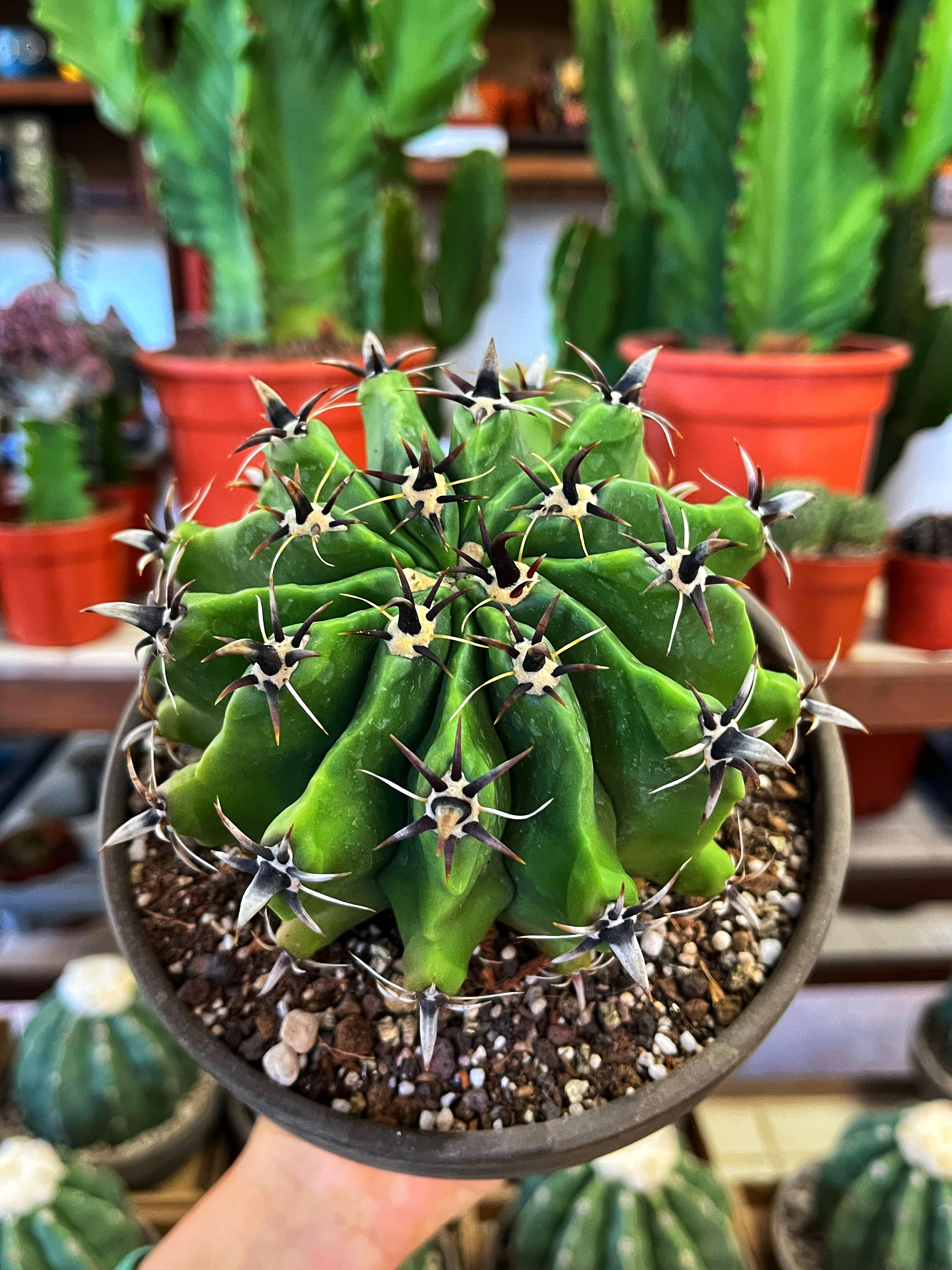 Ferocactus Horridus Brevispinus - 15 CM Dekoratif Taş Saksıda