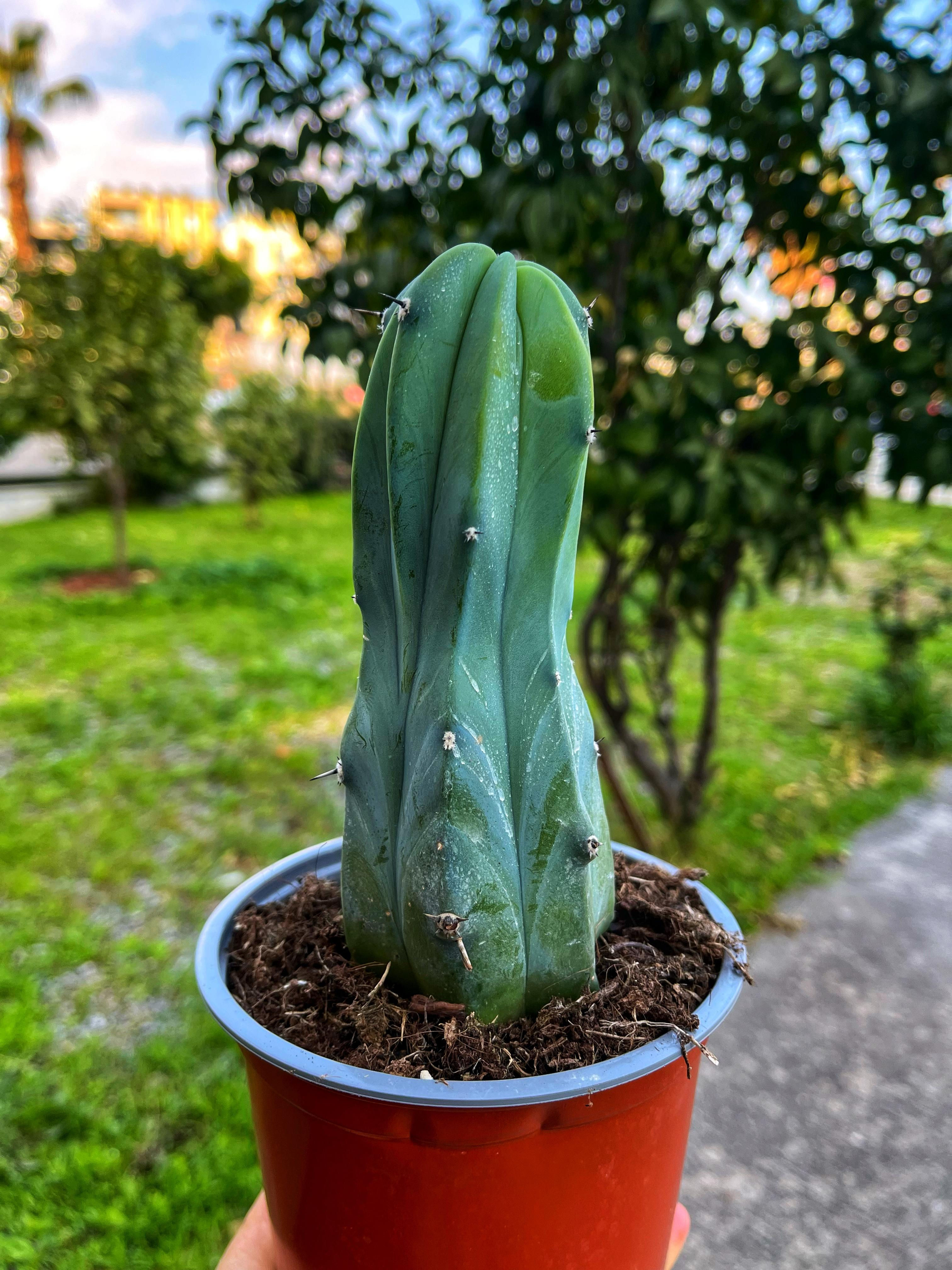 Myrtillocactus Geometrizans ‘Gummy' - 13 CM