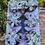 Küçük resim: Echeveria Berkeley Light Vairegata